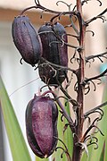 金棒兰果 Aloe yucca fruit