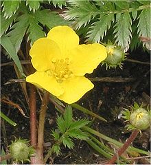 Zilverschoon bloem Potentilla anserina.jpg