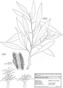 " 13 - ITALY - Melaleuca alternifolia - ABDI Flowertales.it - Albero del tè (Tea tree) - Botanical illustrations.jpg