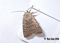 (2389) Pale-Mottled Willow (Paradrina clavipalpis) (3184886914).jpg