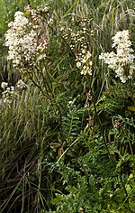 Miniatura para Filipendula vulgaris