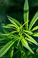 * Nomeamento Cannabis ruderalis in Baum grove, Almaty, Kazakhstan. By User:ElenaLitera --Екатерина Борисова 15:35, 14 May 2024 (UTC) * Revisión necesaria