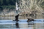 Миниатюра для Файл:Голям корморан (Phalacrocorax carbo) и Речна чайка (Chroicocephalus ridibundus).jpg