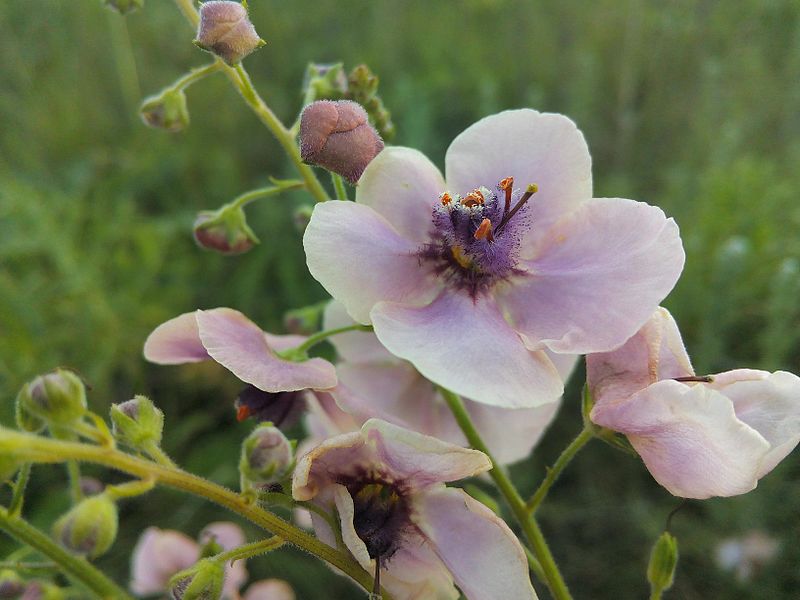 File:Дивина (Verbascum sp.) квітне.jpg