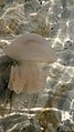 Медуза коренерот на території Джарилгацького національного природного парку.jpg