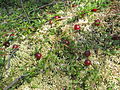 Сranberries Mogilev Belarus.jpg