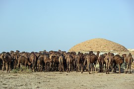 شترها در کنار آب‌انبار دیر گچین، در پارک ملی کویر