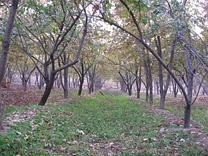 یک باغ در روستای قلعه سفید