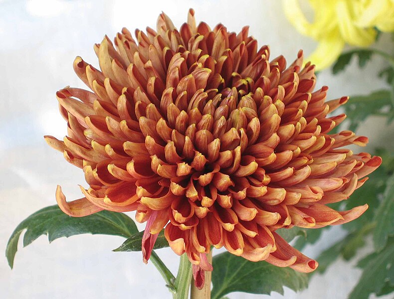 File:菊花-墨麒麟 Chrysanthemum morifolium 'Dark Unicorn' -香港圓玄學院 Hong Kong Yuen Yuen Institute- (11961464853).jpg