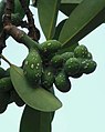 Michelia compressa var. lanyuensis