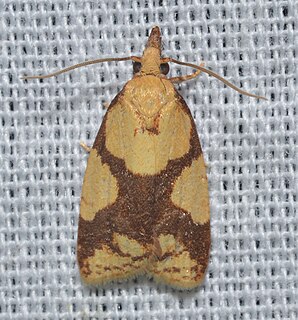 <i>Sparganothis ferreana</i> Species of moth