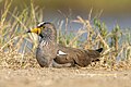 124 035 African wattled lapwing incubating eggs in the Serengeti National Park Photo by Giles Laurent uploaded by Giles Laurent, nominated by Giles Laurent,  19,  0,  0