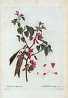 07 Cercis siliquastrum par Pierre-Joseph Redouté.jpeg