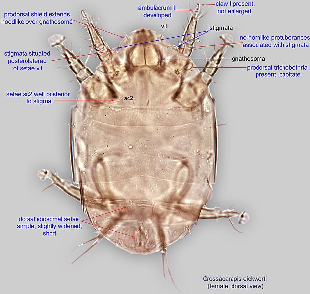 File:1-Crossacarapis eickworti female dors BF100 BMOC 79-0315-003.jpg