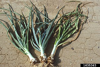 <i>Onion yellow dwarf virus</i> Species of virus