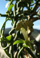 Ceropegia sandersonii