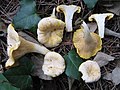 Cantharellus pallens