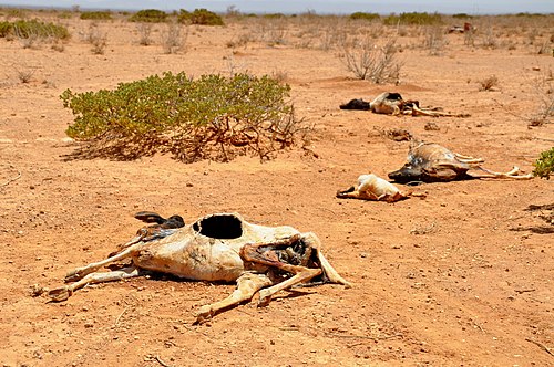 Schapen en geiten gestorven door de droogte in Waridaad in Somaliland.