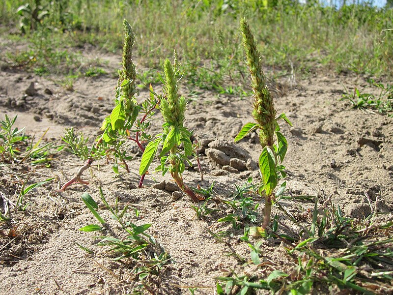 File:20120731Amaranthus retroflexus2.jpg