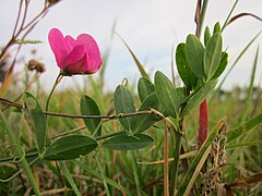 Покажи чина. Чина (Lathyrus). Чина клубненосная Lathyrus tuberosus. Чина Луговая (Lathyrus pratensis). Чина клубненосная Полевая.