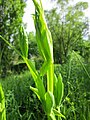 Wiesen-Platterbse (Lathyrus pratensis)