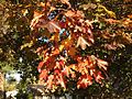 2014-10-30 09 40 45 Crimson King Norway Maple during autumn leaf coloration along Terrace Boulevard in Ewing, New Jersey.JPG