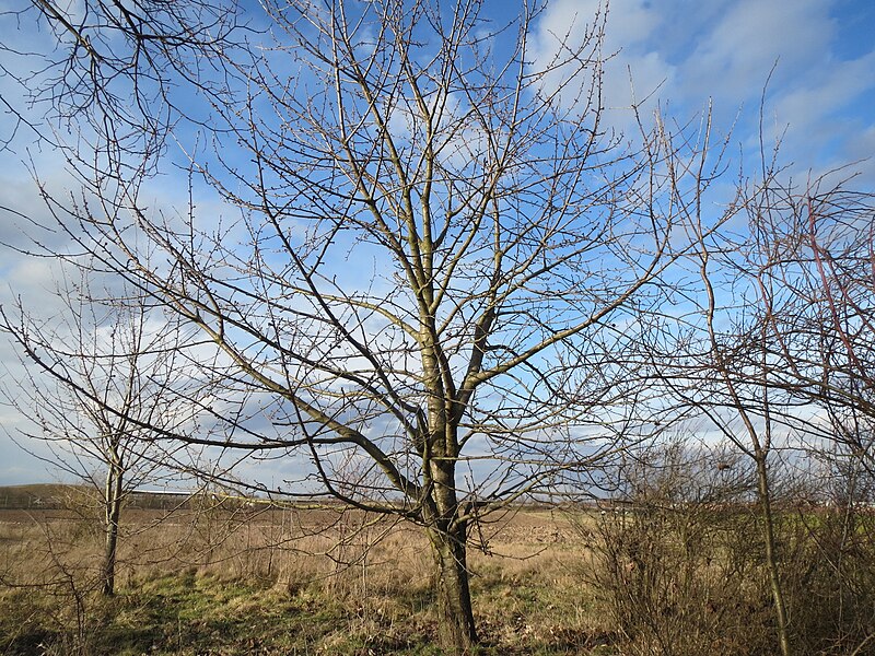 File:20140227Prunus sect. Cerasus.jpg