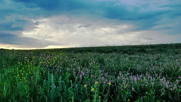 Природа центрально черноземного. Стрелецкая степь Курск заповедник. Центрально-Черноземный заповедник Курск степи. Центрально-Чернозёмный заповедник имени Алёхина. Заповедник Алехина в Курской.