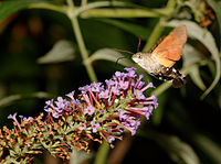 Moro sphinx ou Sphinx colibri ou Sphinx du caille-lait (Macroglossum stellatarum), butinant des fleurs de buddleia de David (Buddleja davidii).