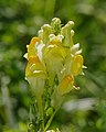 Echtes Leinkraut - Linaria vulgaris