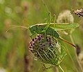 Grünes Heupferd - Tettigonia viridissima, Weibchen