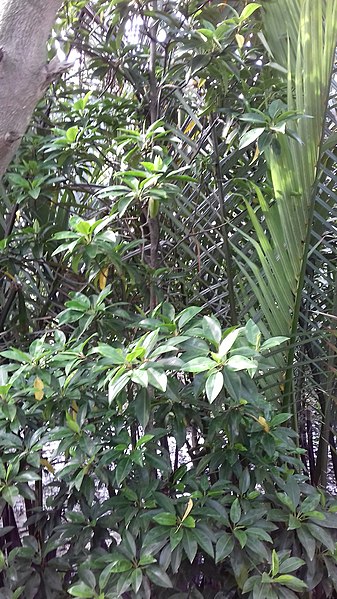 File:20170625 080524Mangroves, mini sunderban, taki, WB, India.jpg