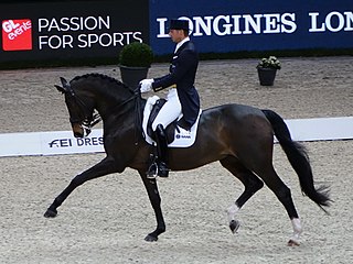 <span class="mw-page-title-main">Swedish Warmblood</span> Swedish breed of horse