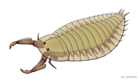 Parioscorpio was an enigmatic arthropod from the Silurian of Wisconsin