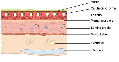 Pulmones Pulmón Anatomía Respiración Respiratoria' Osito de