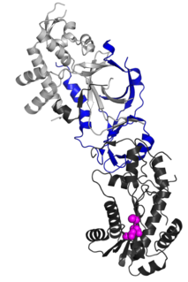 RNASEH2C protein-coding gene in the species Homo sapiens