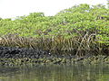 Mangrove