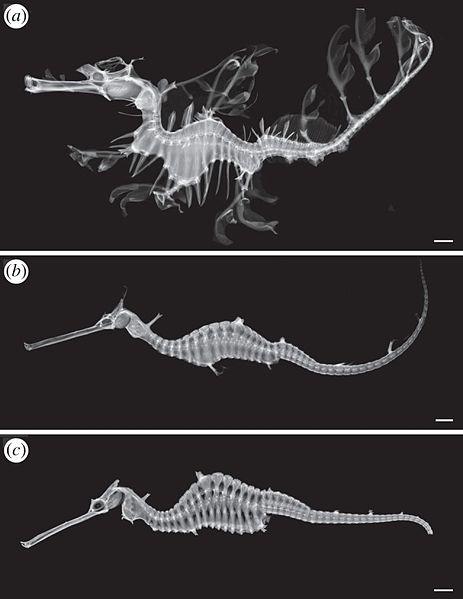 File:A-spectacular-new-species-of-seadragon-(Syngnathidae)-rsos140458-g3.jpg