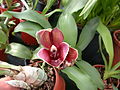 A and B Larsen orchids - Catasetum Orchidglade Jack Dscn3189.jpg