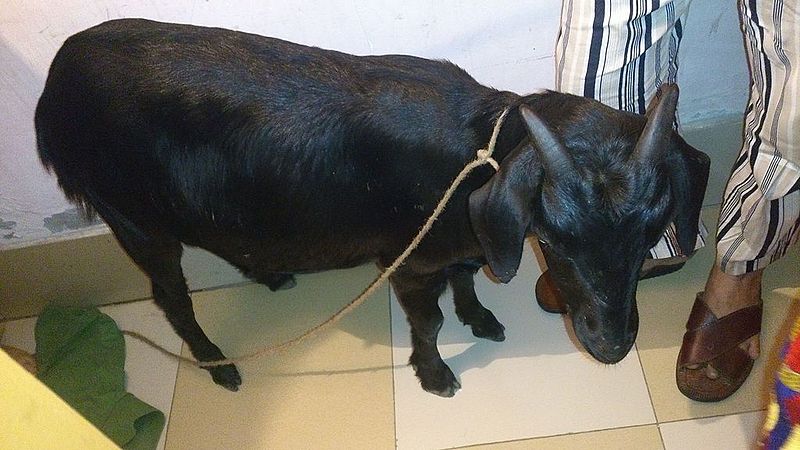 File:A black goat in veranda 01.JPG