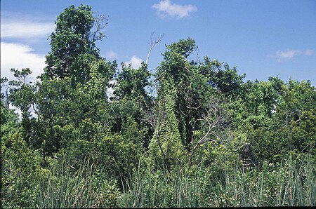 Tập tin:A cluster of lygodium flora.jpg