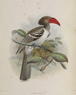 A monograph of the Bucerotidæ, or family of the hornbills (Plate LIX) (6944171846).jpg