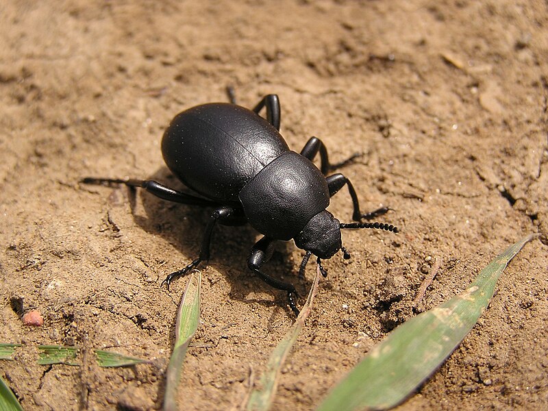 File:Ab insect 040.jpg