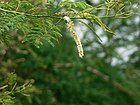 Acacia catechu (586509733).jpg