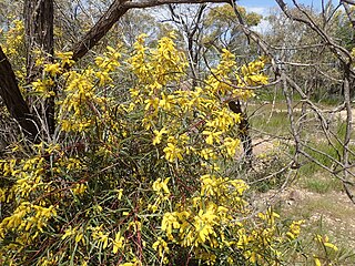 <i>Acacia doratoxylon</i> Species of plant