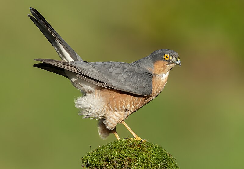 File:Accipiter nisus, male, Scotland (50668986272).jpg