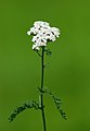 Achillea nobilis, Edle Garbe3.JPG