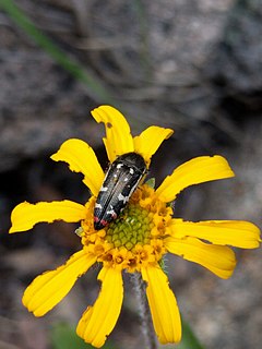 <i>Acmaeodera amabilis</i> Species of beetle