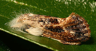 <span class="mw-page-title-main">Acrolophinae</span> Moth family containing the burrowing webworm moths