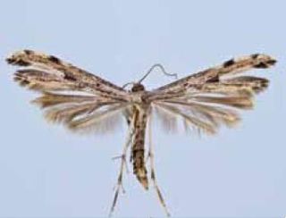 <i>Adaina ambrosiae</i> Species of plume moth